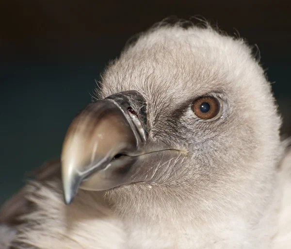 Encantador close-up de abutre griffon — Fotografia de Stock
