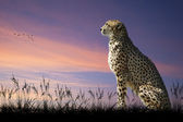 africké safari koncept obraz gepard prohlédl savannn
