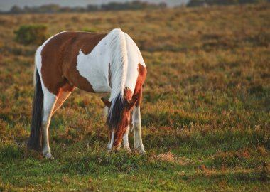 Close up of brown and white New Forest pony horse at sunrise in clipart