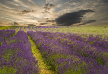 Beautiful sunset over vibrant lavender field landscape clipart