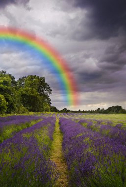 Dark storm clouds over vibrant lavender field landscape clipart