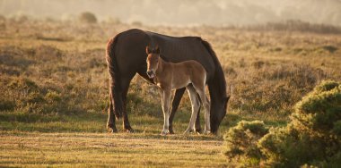 New Forest pony mare and foal bathed in sunrise light clipart
