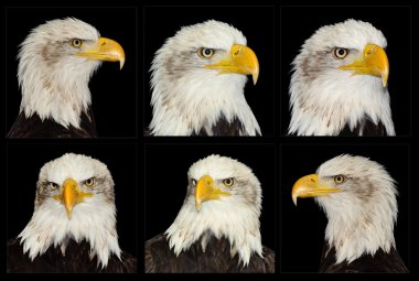 Full frontal portrait of American symbol bald eagle isolated on clipart