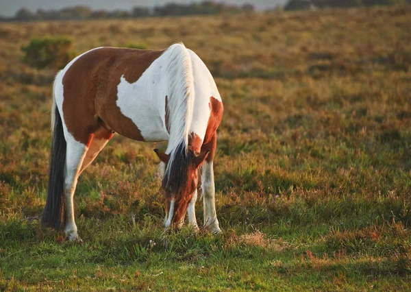 Närbild av brunt och vitt new forest ponny häst vid soluppgången i — Stockfoto
