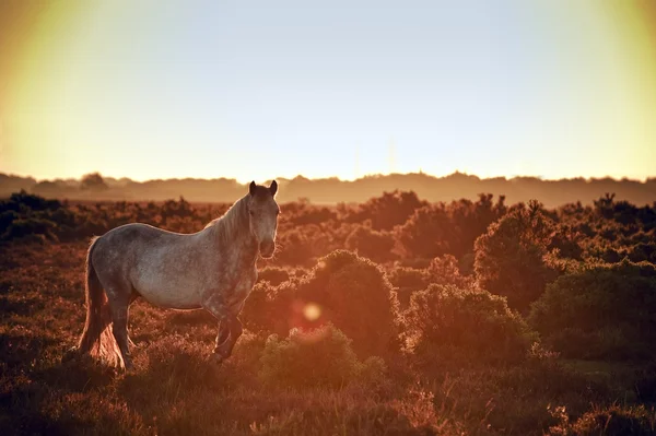 Hermosa imagen de caballo pony New Forest retroiluminado por el sol naciente —  Fotos de Stock
