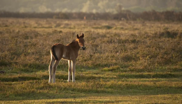Ny skog ponyfoal badar i sunrise ljus — Stockfoto