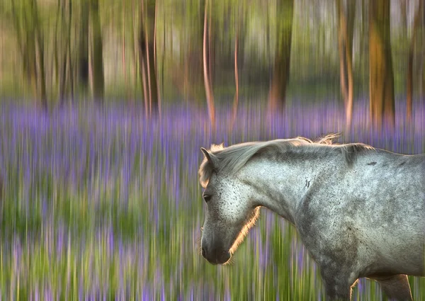 Bakgrundsbelyst ponny går genom suddig bluebell forest fantasy den — Stockfoto