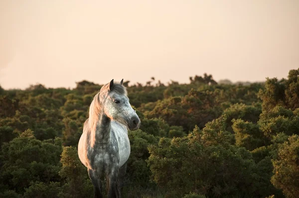 Красивый крупный план Нью-Форест пони лошадь купается в свежей росе — стоковое фото
