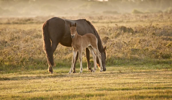 新的森林小马母马和马驹沐浴在日出光在 landsca — 图库照片