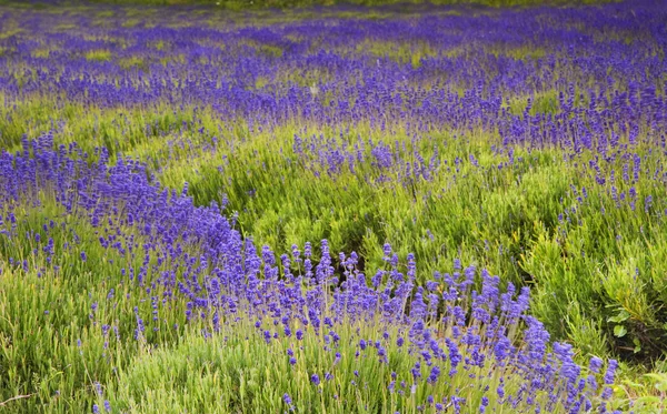 Detalj av lavendel fält i full blom — Stockfoto