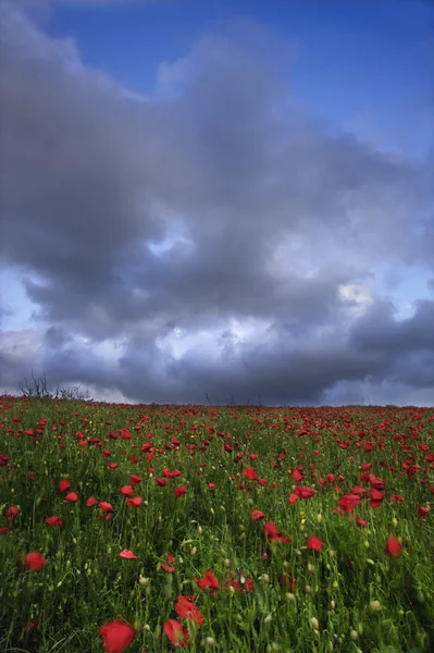 Campos de amapola vibrantes bajo el cielo dramático malhumorado — Foto de Stock