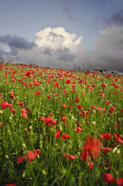 Vibrant poppy fields under moody dramatic sky — Stock Photo, Image