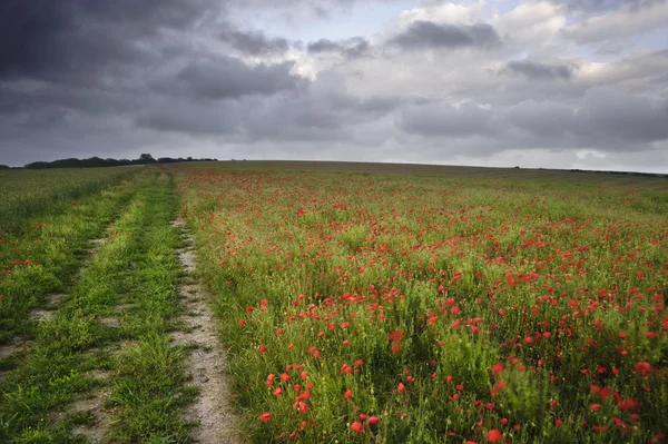 stock image Vibrant poppy fields under moody dramatic sky