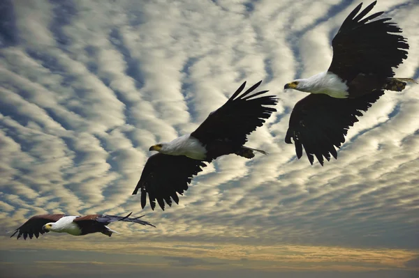 Kompozitní brok afrických ryb orla v letu — Stock fotografie