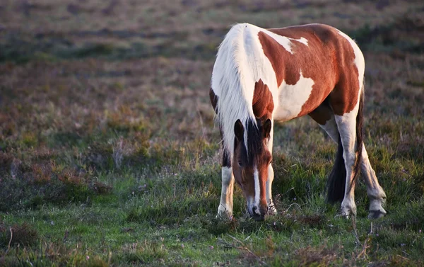 Bellissimo primo piano del cavallo pony New Forest bagnato di fresca alba — Foto Stock