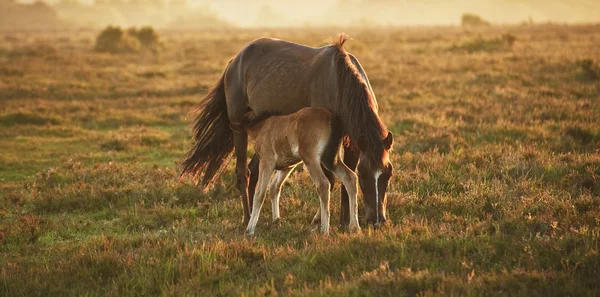 Nieuw forest pony mare en veulen baadt in het licht van de zonsopgang — Stockfoto