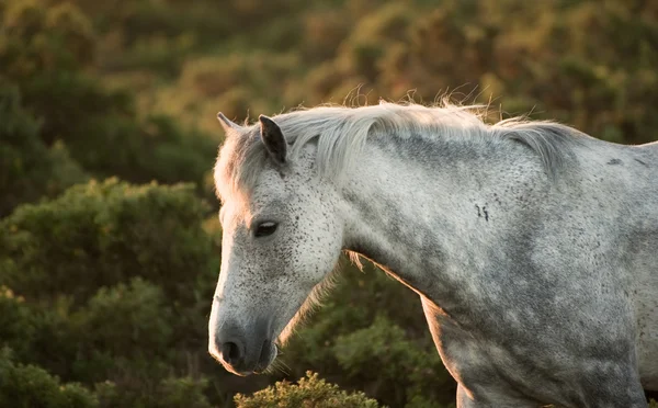 Beau gros plan de cheval poney New Forest baigné dans la daw fraîche — Photo