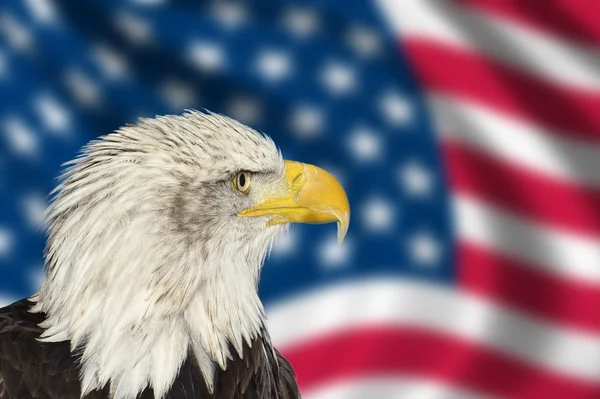 Portrait of American bald eagle against USA flag stars and strip — Stock Photo, Image