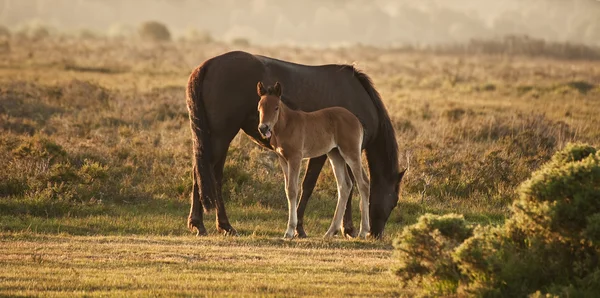 New forest ponny sto och föl badar i sunrise ljus — Stockfoto