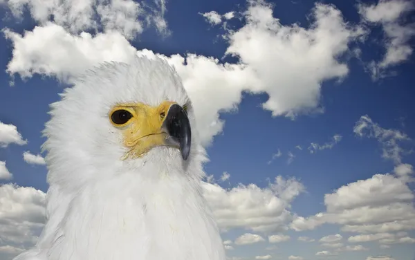 Orgulhoso retrato de águia de peixe Africano contra o lindo céu azul — Fotografia de Stock