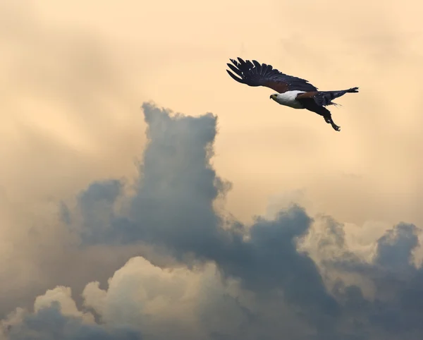 Águila pescadora africana en vuelo contra un cielo atardecer impresionante —  Fotos de Stock