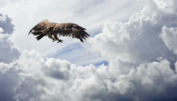 Tawny águila se prepara para saltar contra el cielo malhumorado — Foto de Stock