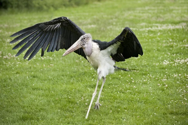 Maribou stork gå över gräset — Stockfoto