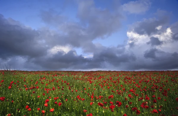 Lebendige Mohnfelder unter stimmungsvollem dramatischen Himmel — Stockfoto
