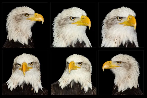 Volledige frontale portret van Amerikaanse symbool bald eagle geïsoleerd op — Stockfoto