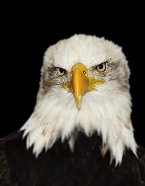 stock image Full frontal portrait of Amerrican symbol bald eagle isolated on