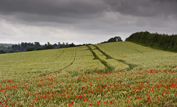 Poppy field in English countryside landscape — Stockfoto