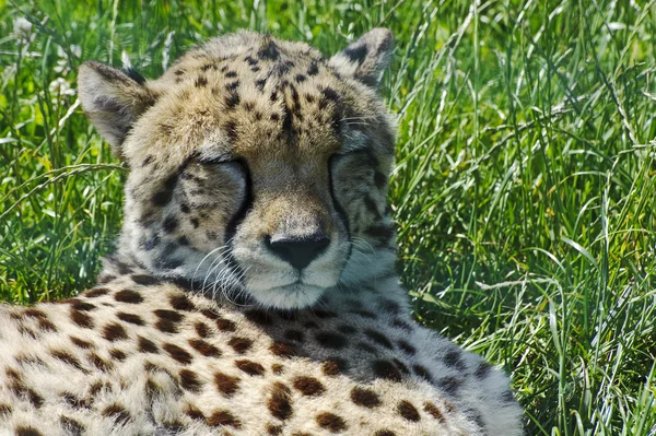 Primer plano retrato de guepardo tendido en la hierba — Foto de Stock