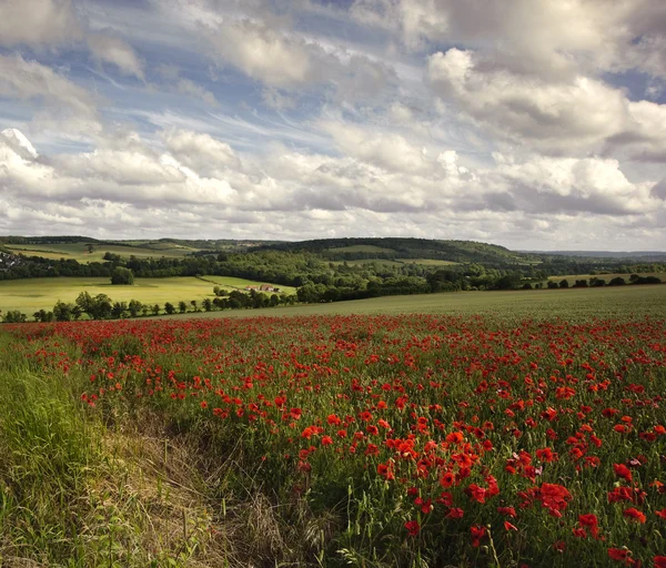 Poppy field in English countryside landscape — Stock Photo, Image