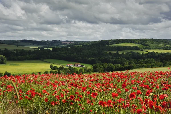 stock image Vibrant poppy fields under moody dramatic sky