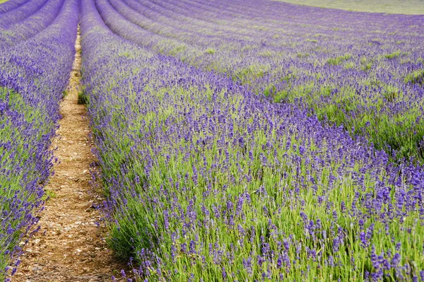 Schöne flache Weitwinkelaufnahme von bunten Lavendelfeld — Stockfoto