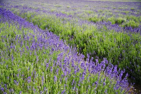 Vackra låg vinkel brett skott av färgglada lavendel fält — Stockfoto