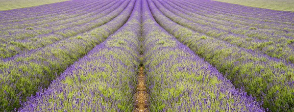 Krásný nízký úhel široký záběr z barevné levandule pole — Stock fotografie