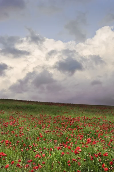 Campos de amapola vibrantes bajo el cielo dramático malhumorado —  Fotos de Stock