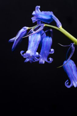 Beautiful low key macro close up of bluebell Spring flower clipart