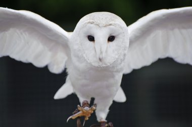 Barn owl bird of prey in falconry display clipart