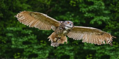 Stunning European eagle owl in flight clipart