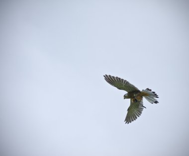 Male kestrel bird of prey raptor during falconry display clipart