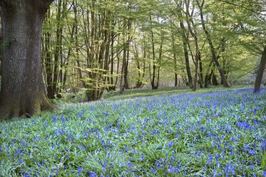 Bright fresh colorful Spring bluebell wood clipart