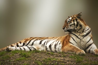 Beautiful tiger laying down on grassy bank clipart