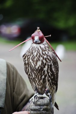 Hooded Gyr falcon during falconry display clipart