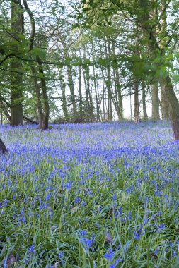 taze parlak renkli bahar bluebell ahşap