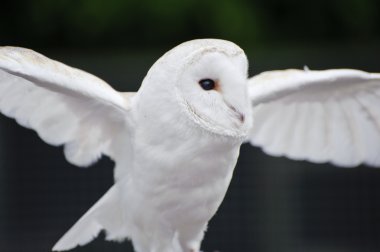 Barn owl bird of prey in falconry display clipart