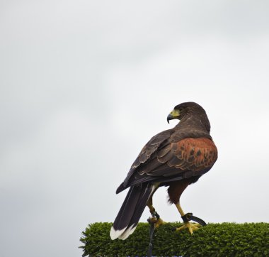 Harris hawk bird of prey during falconry display clipart