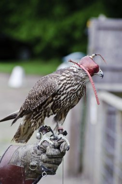 Hooded Gyr falcon during falconry display clipart