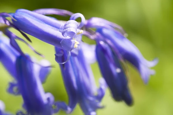 블루 벨 꽃의 매크로 필드의 얕은 깊이 — 스톡 사진